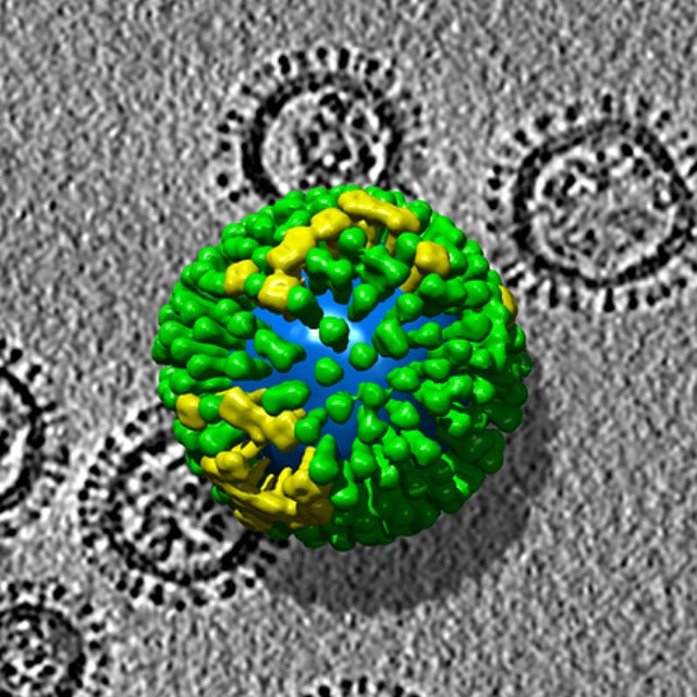 640px-Steven_H3N2_Flu_ET