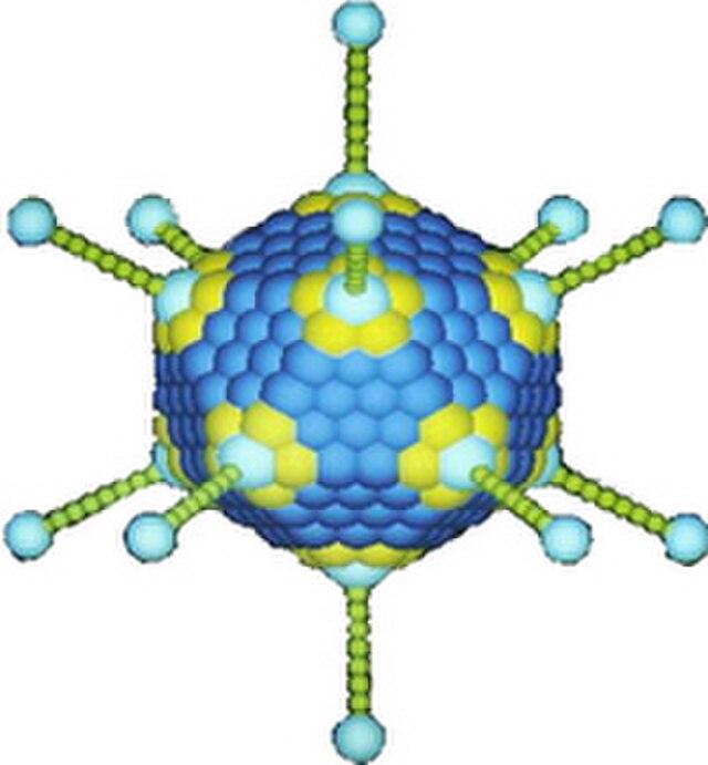 Adenovirus