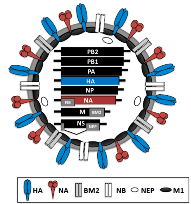 Structure of Influenza B