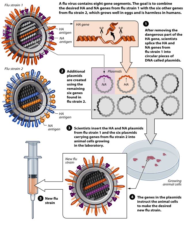  Influenza Vaccine